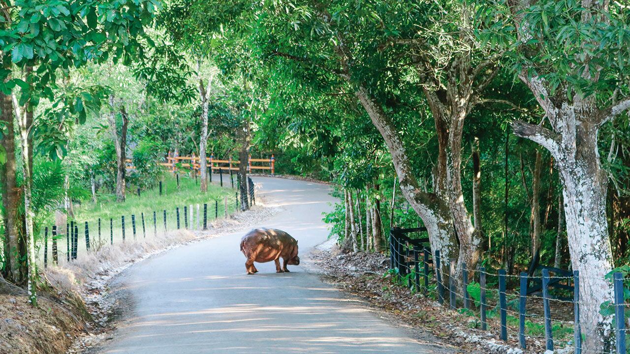 Hipopótamos. Imagen de referencia.