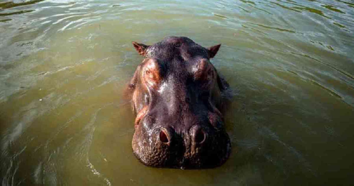Los hipopótamos habitan por todo el Magdalena Medio colombiano. Foto: Felipe Villegas. 