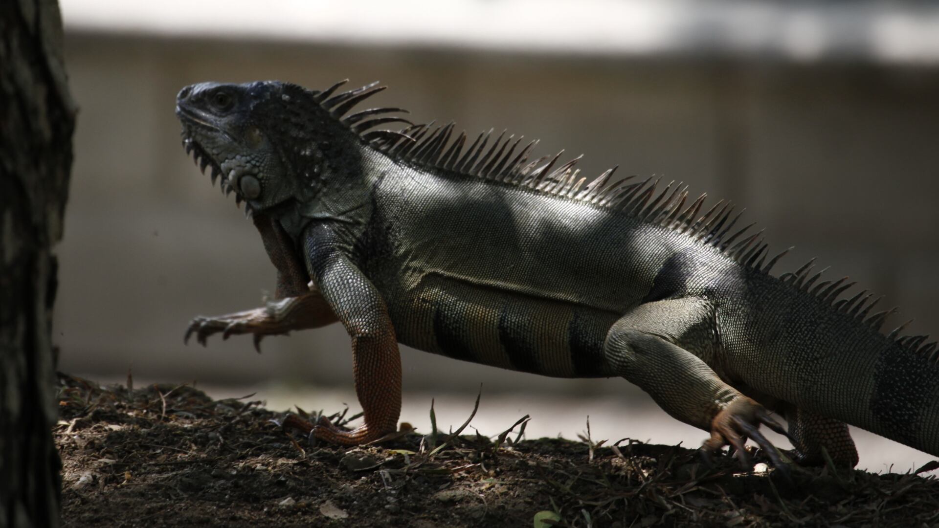 Previo a las liberaciones, en algunos casos los animales son trasladados a espacios como el Parque de Conservación Santa Fe.