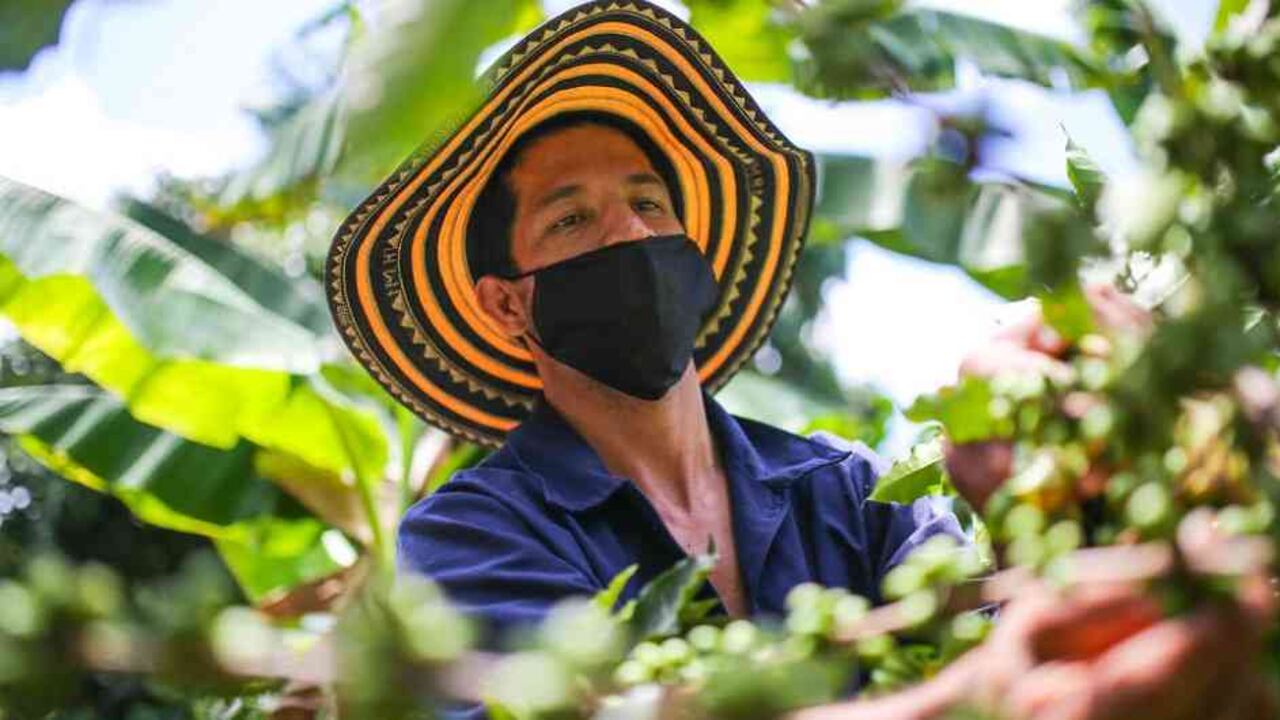 Se espera que este año la cosecha llegue a 14 millones de sacos.