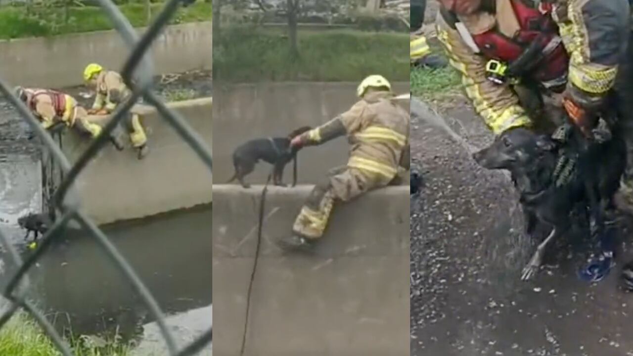 Los bomberos de Bogotá rescataron a un perro que cayó en un canal de aguas negras en el barrio Garcés Navas.
