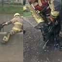 Los rescatistas tuvieron que realizar varias maniobras para atraer la atención del perro.