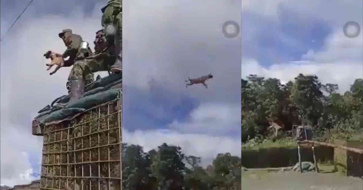 Soldado lanza perro al aire en Nariño. Foto: Tomada de video. 