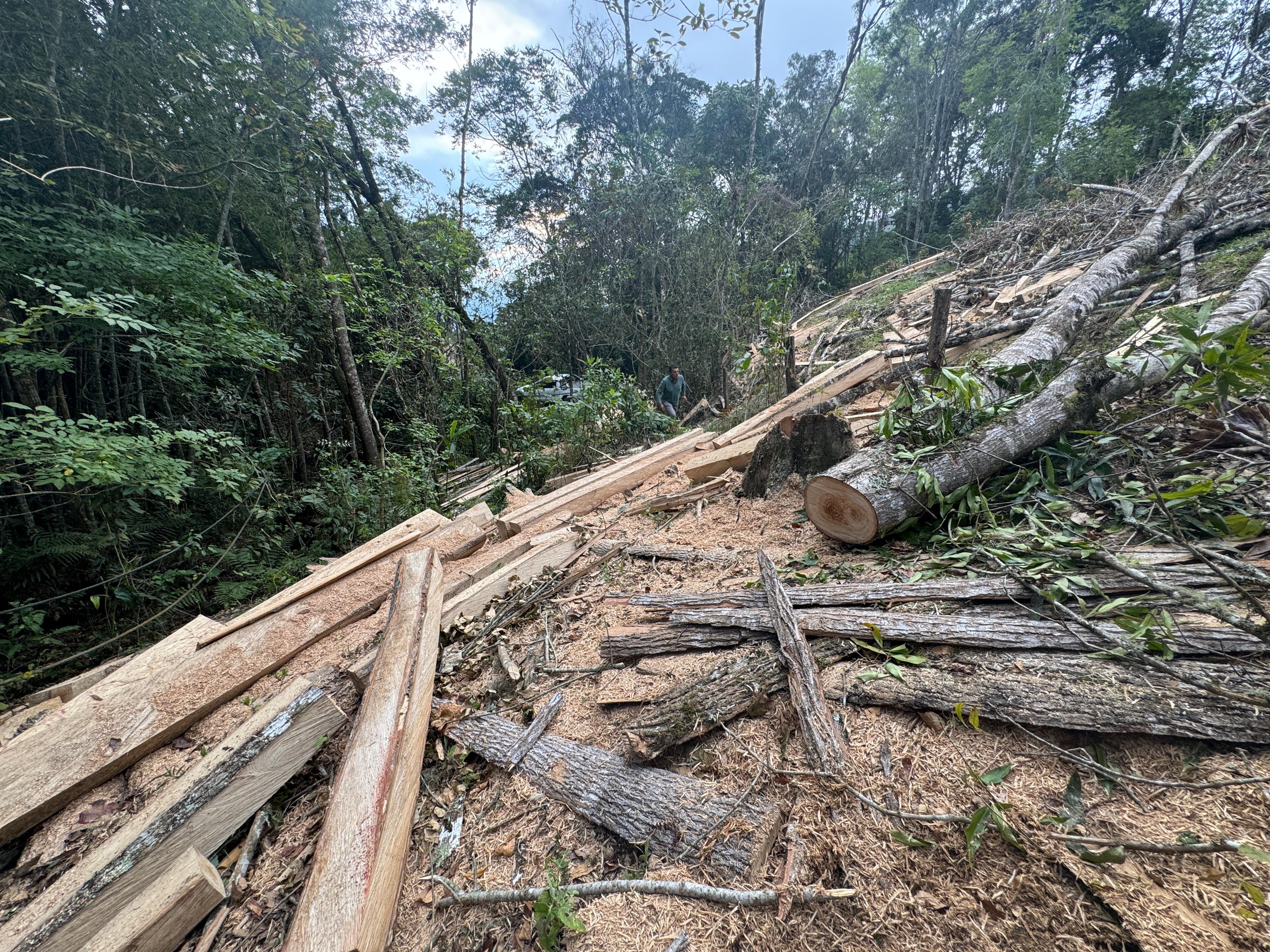 Tala ilegal en Pacho