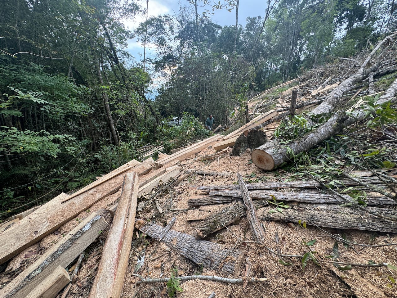 Tala ilegal en Pacho