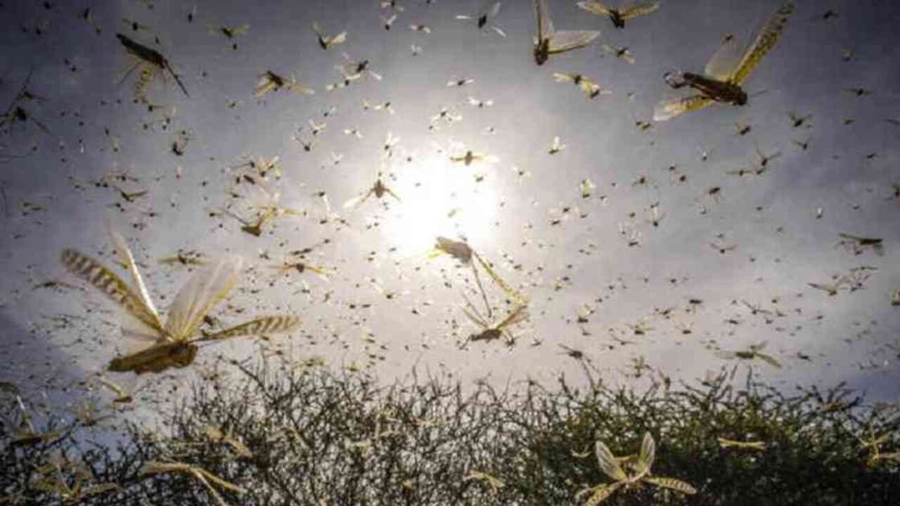 Las langostas del desierto pueden acabar con la comida de miles de personas en un día. Foto: FAO