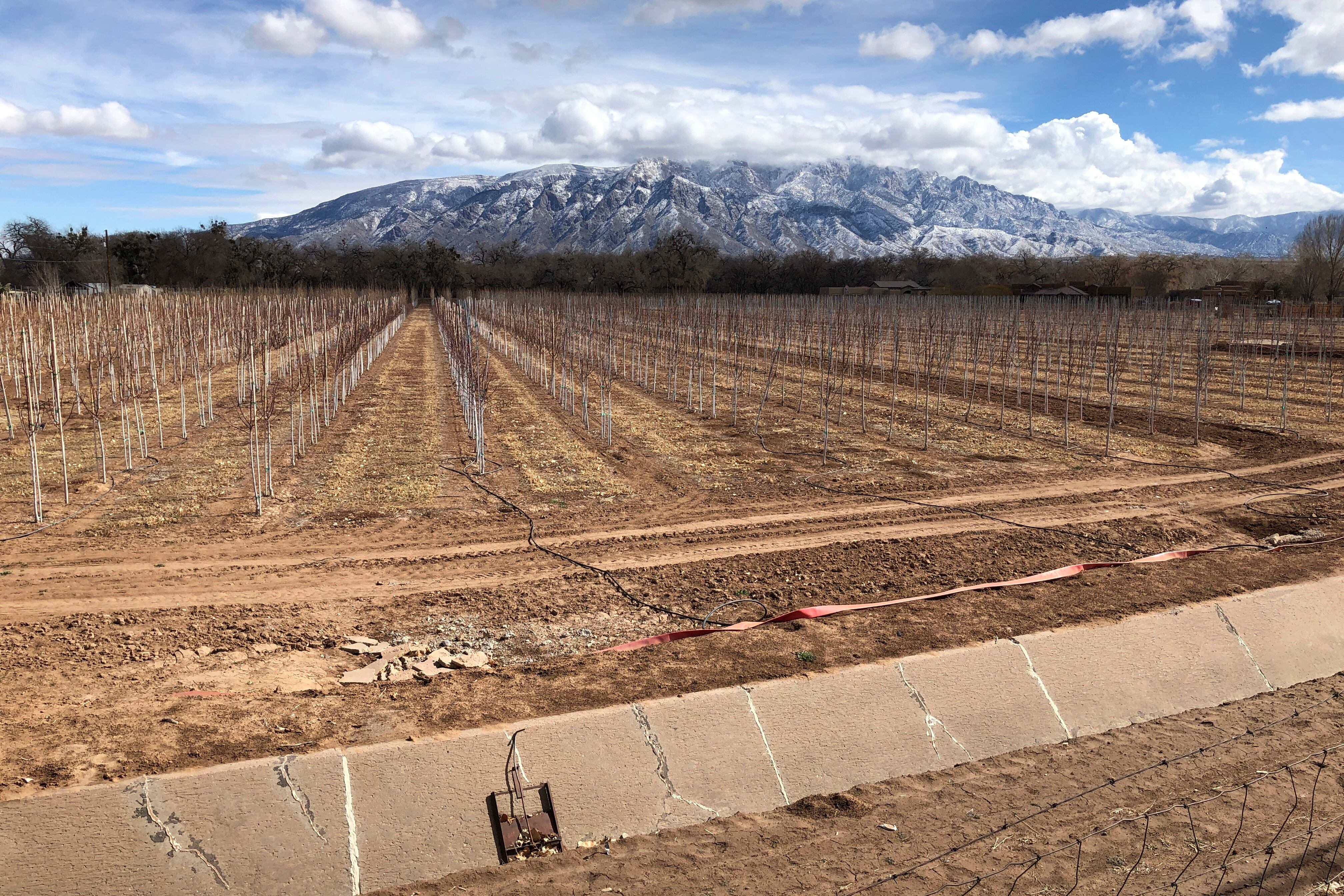 Un canal de riego vacío se alinea en una granja de árboles en Corrales, Nuevo México, mientras la nieve cubre las montañas Sandia al fondo. Las tormentas de lluvia se volvieron más erráticas y las sequías mucho más prolongadas en la mayor parte del oeste de EE. UU. (Foto AP / Susan Montoya Bryan, archivo)