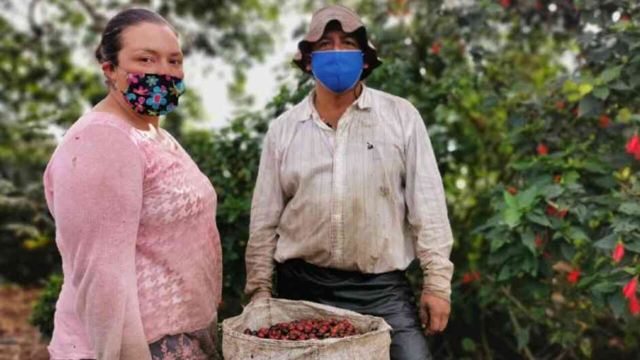 Cada año se producen 166 millones de sacos de café.