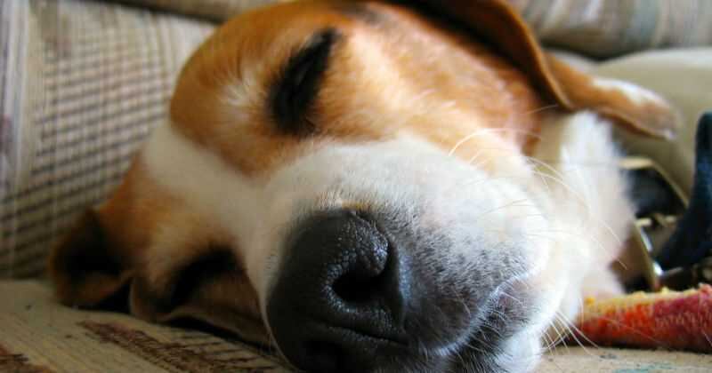 Si su perro presenta espasmos durante el sueño, lo mejor es dejarlo quieto .