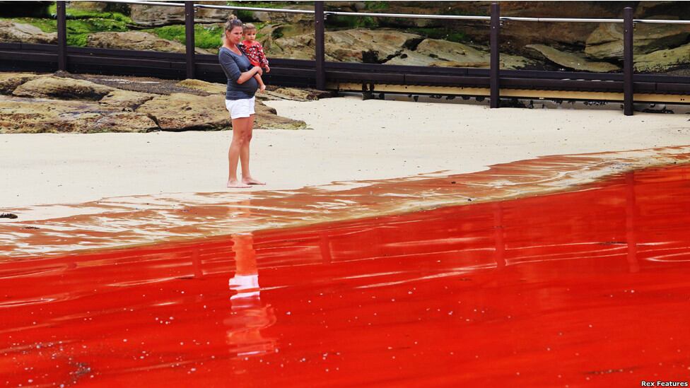 Varias playas en Sídney, Australia, fueron cerradas al público luego de que una ola de algas rojas invadiera la costa.
