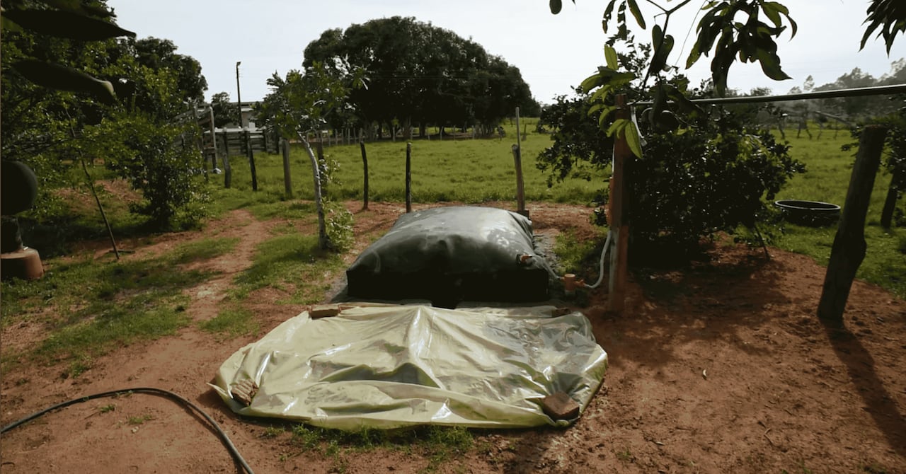 De estiércol a gas: esta es la iniciativa que revoluciona la sostenibilidad en Colombia 8 Conozca como el estiércol de vaca acumula gases y los conduce a las cocinas Colombianas.