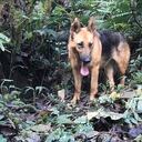 La Corporación Autónoma Regional del Alto Magdalena (CAM), indicó que los perros abandonados están tomando comportamientos silvestres.