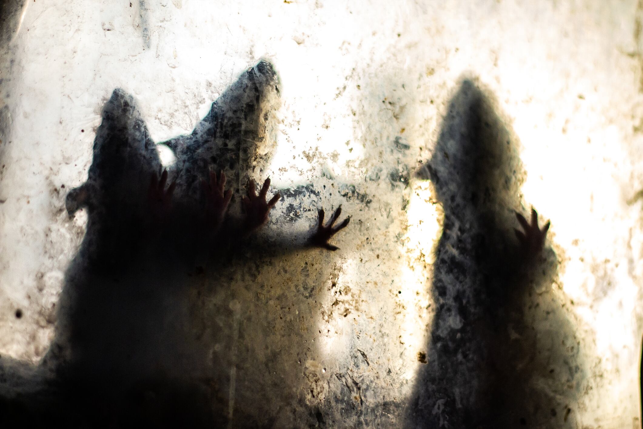 El simbolismo de las ratas en los sueños ha sido examinado desde diversos enfoques, revelando un abanico de interpretaciones que incluyen la corrupción, el estrés y la anticipación de cambios en la vida del soñador.