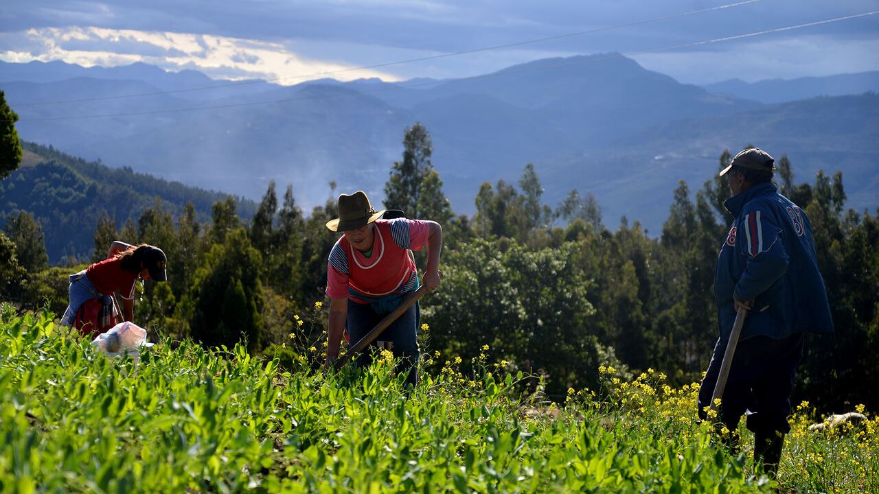 Boyacá es uno de los departamentos considerados como la despensa del país.