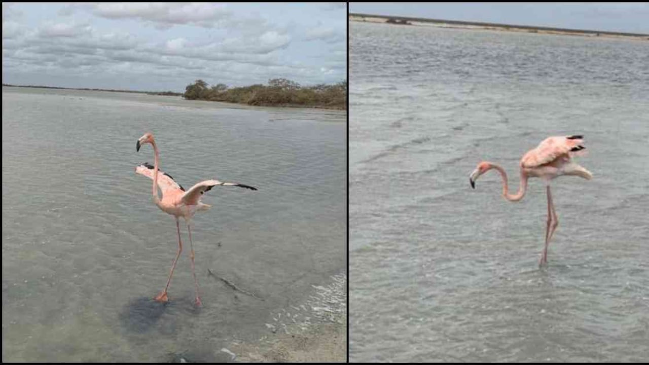 Los flamencos fueron encontrados con el plumaje casi blanco y las plumas de las alas cortadas. Fotos: Corpoguajira.