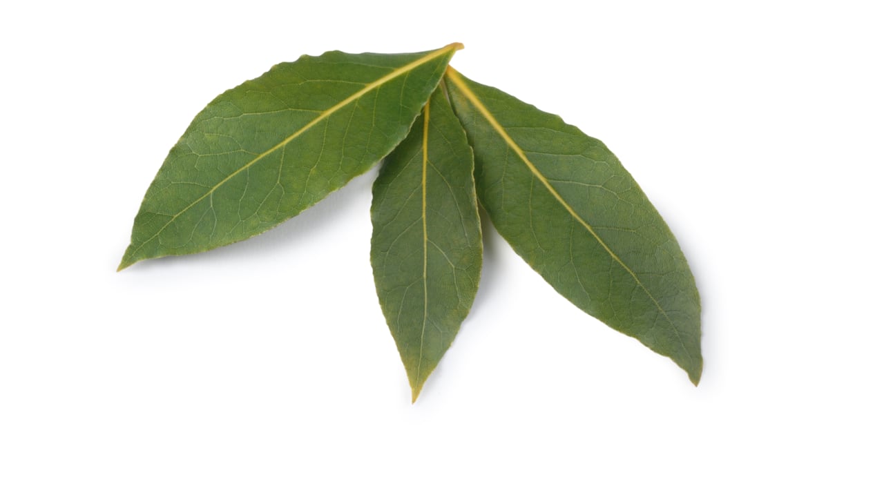 El laurel tiene un significado muy simbólico en la cultura japonesa.