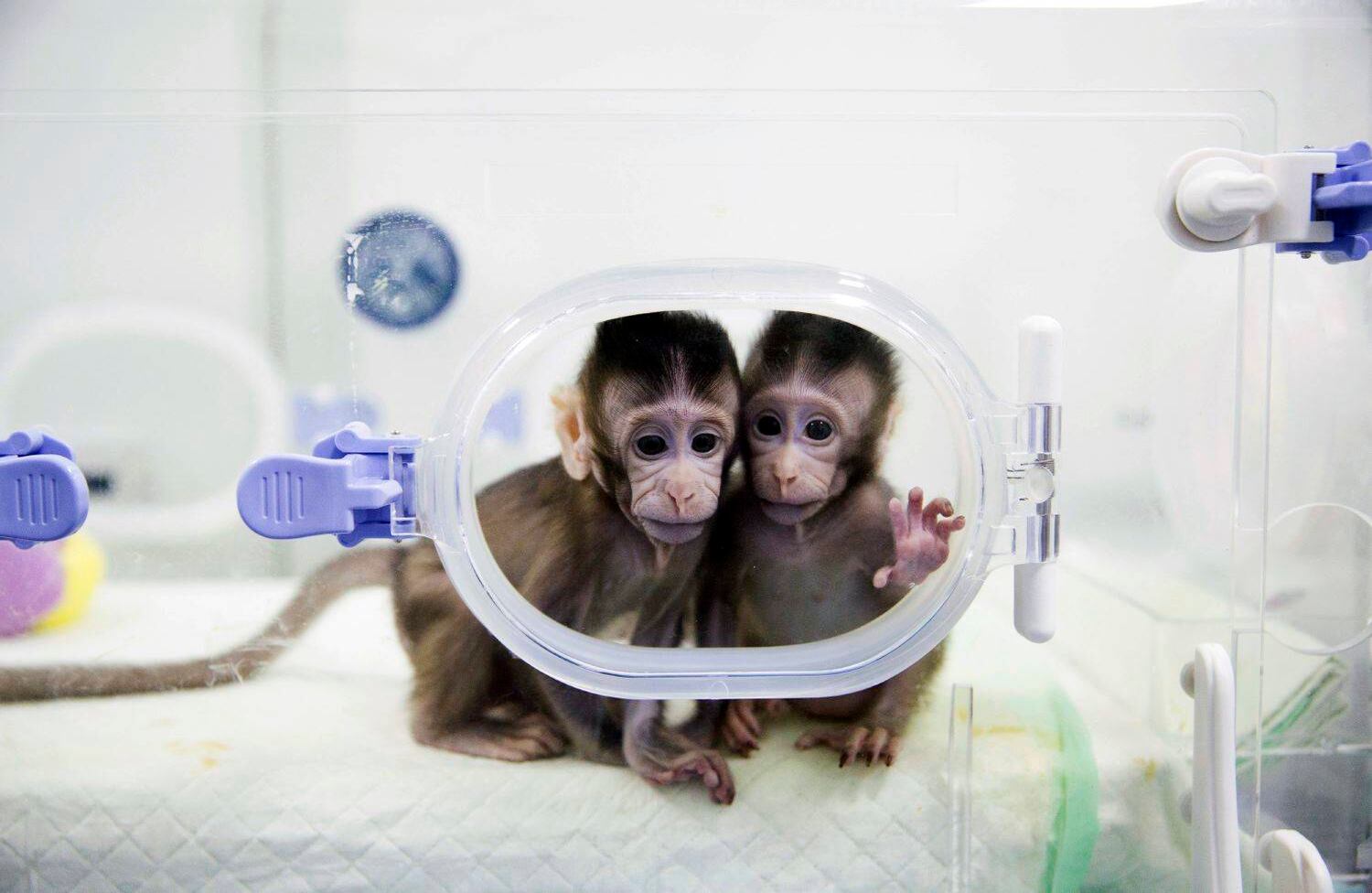 China Clonados Por primera vez en la historia científicos usaron el método de clonación que dio vida a la oveja Dolly para crear dos primates. Aquí, los dos nuevos hermanos. AP/ Jin Liwang.