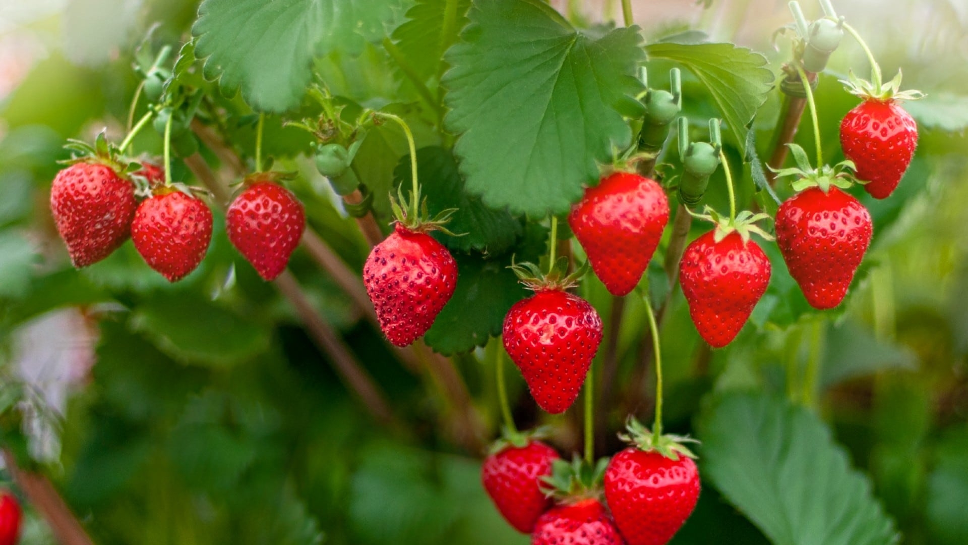 Las hojas de fresa ayudan a equilibrar los ácidos que son empleados en la digestión de alimentos.