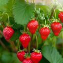 Las hojas de fresa ayudan a equilibrar los ácidos que son empleados en la digestión de alimentos.