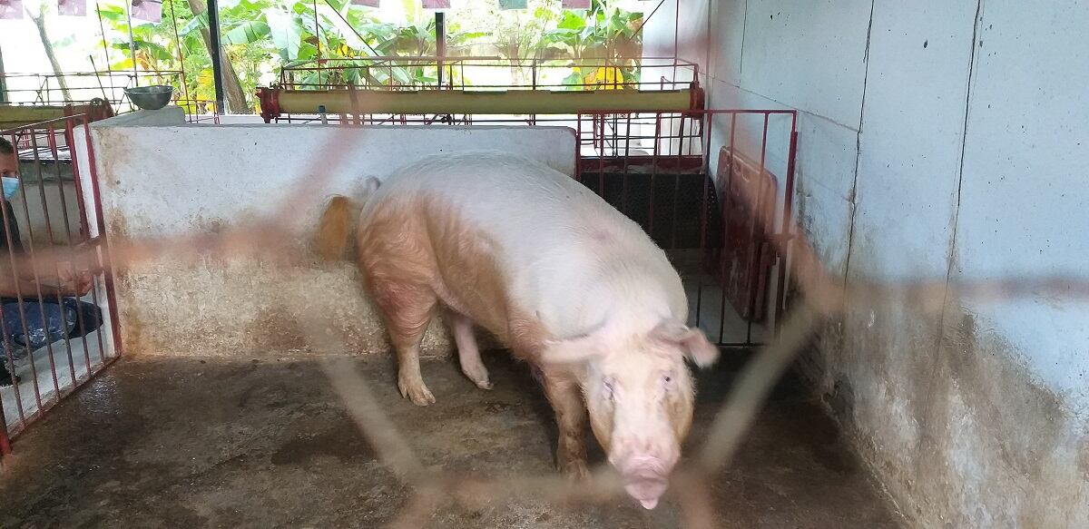 Porcicultores del Huila