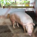 64 granjas trabajan en la agenda sostenible.