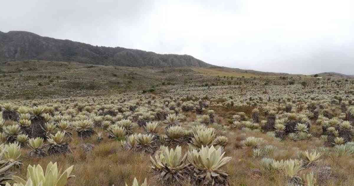 Cerca del 50 por ciento de estos ecosistemas en el mundo se encuentra en Colombia, con 37 páramos en los que nace el agua dulce. Foto: IGAC.