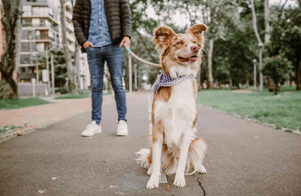Soy Whisky y tengo un año y dos meses. Me levanto muy temprano y quiero salir desde las 6:00 a.m., cuando repunta el sol. Me encanta correr y mi juego favorito es la pelota, Tengo mucha energía y me encanta el parque, así que cuando quiero salir me siento en el regazo de mis papás y los saco al parque. Karen Salamanca-SEMANA