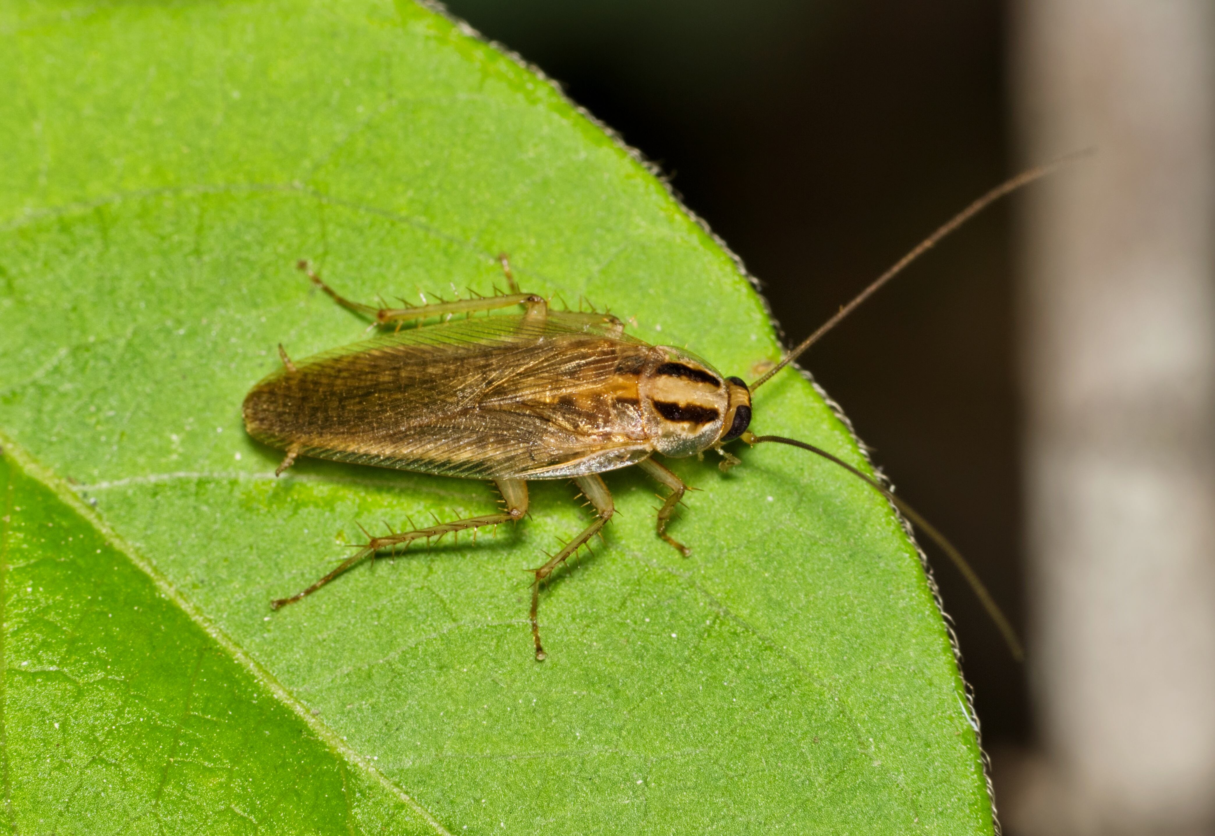 Cucaracha alemana (Blattella germanica).
