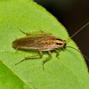 Cucaracha alemana (Blattella germanica).