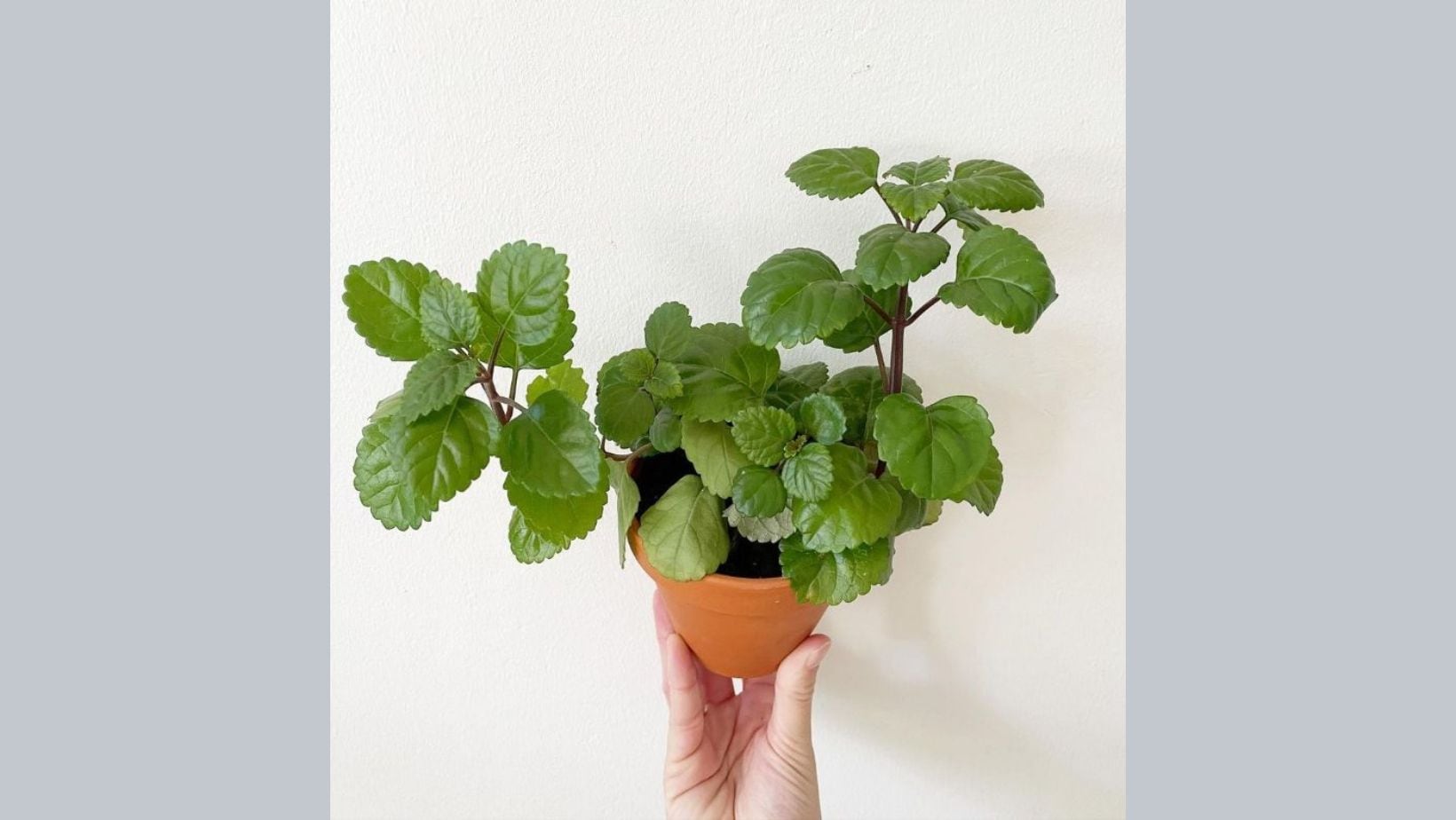 Feng shui y la energía de la millonaria
Instagram @plantswithtess