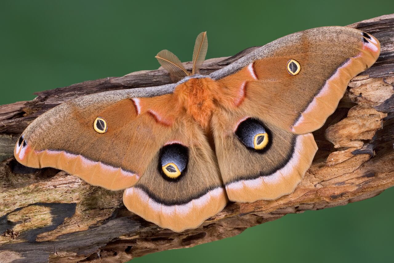 Un análisis de IA revela que la Antheraea polyphemus podría ser considerada el insecto más temido por las personas, por su aspecto intimidante.