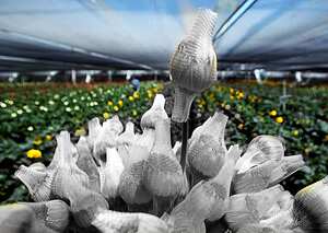 El negocio florece al máximo con motivo del día de San Valentín, que se celebra este sábado, cuando el sector florístico factura mas de la mitad de su volumen anual.