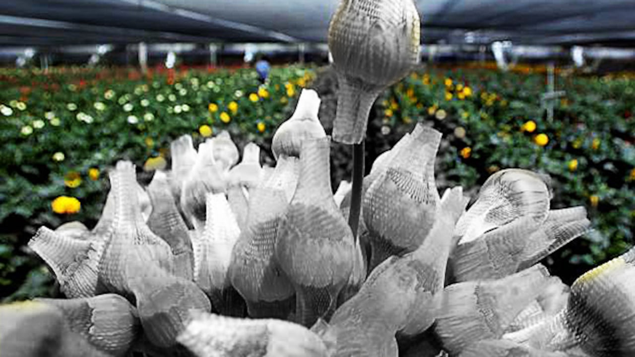 En san Valentín lo tradicional son los regalos entre enamorados. Uno de los productos más regalado es flores.