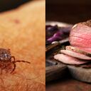 Los peligros de las garrapatas para la salud pueden ser severos si no se tratan a tiempo.