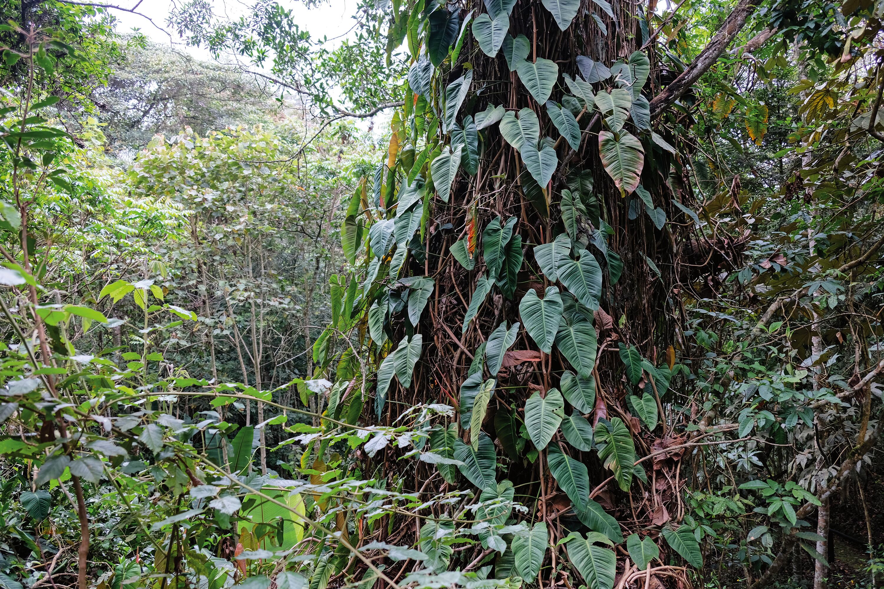 El Jardín Botánico Forestal de Cundinamarca es una pequeña
semilla que está empezando a germinar.
