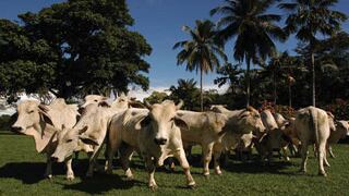 El piedemonte llanero es un terreno propicio para la ganadería por las favorables condiciones del clima y el terreno 