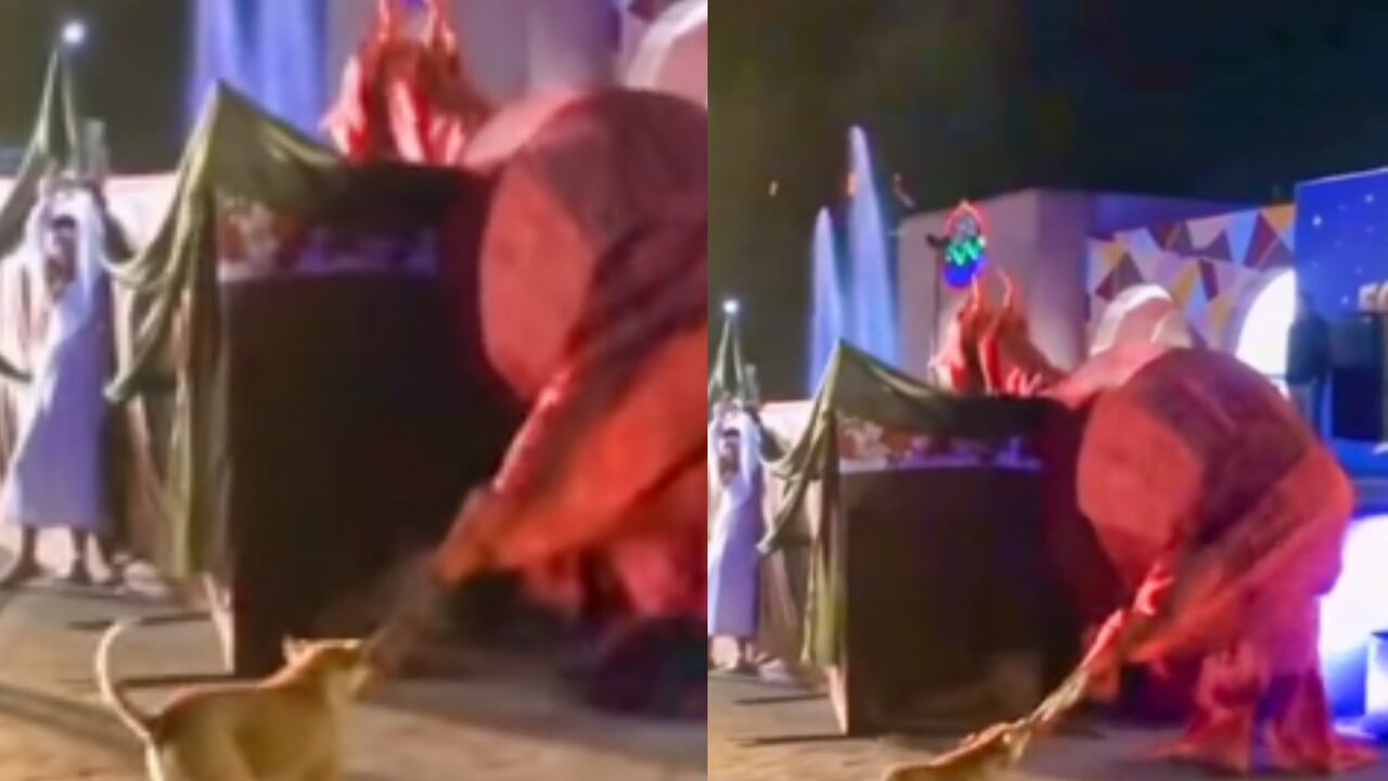 Un perro se robó el show durante una obra de teatro luego de "enfrentarse a un dragón".