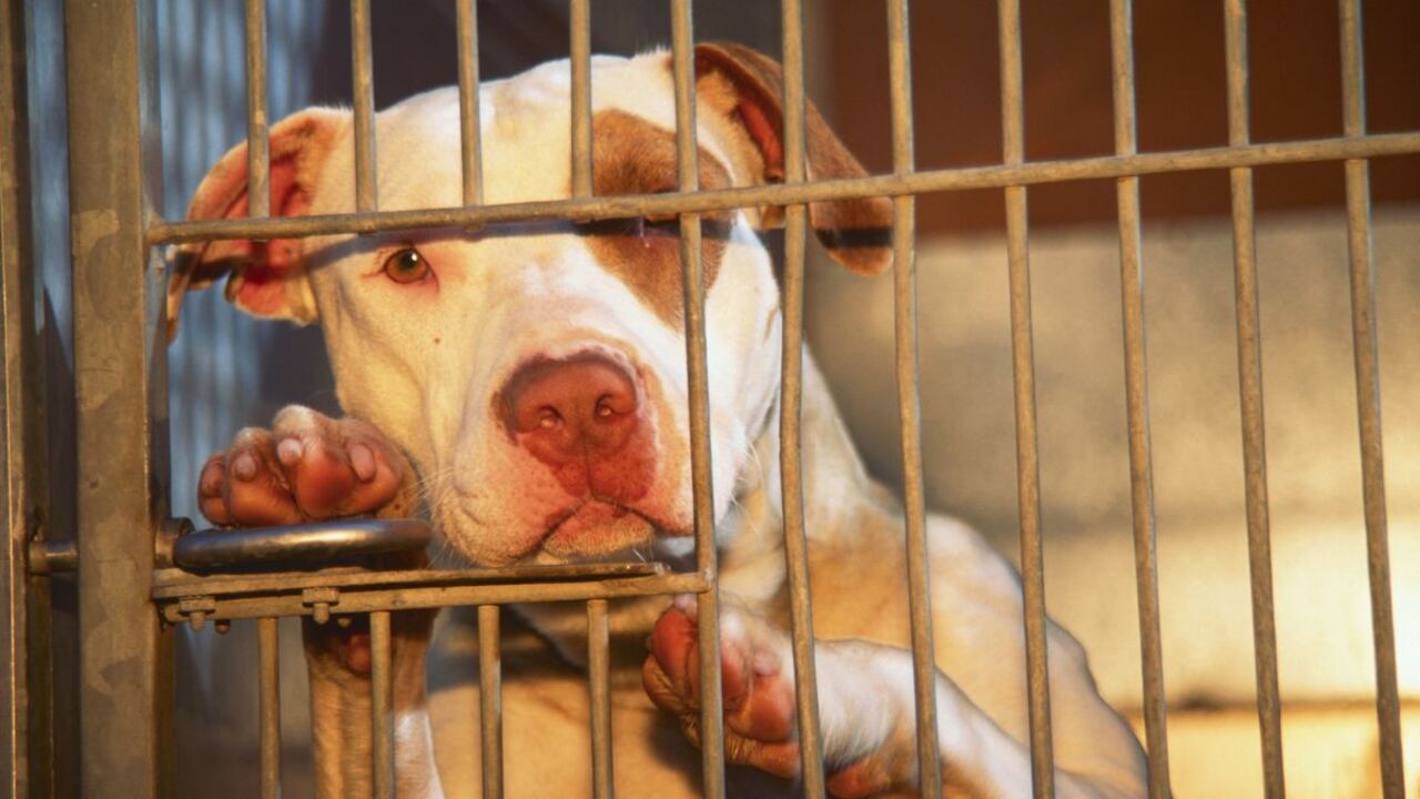 Arizona completó 1.000 días sin ser adoptada.