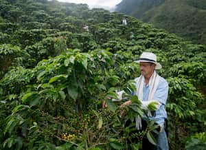 Los cultivos de café son uno de los atractivos en Anserma, Caldas.