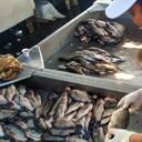 Busca evitar la especulación y acaparamiento de estos productos por la demanda que representan en esta temporada