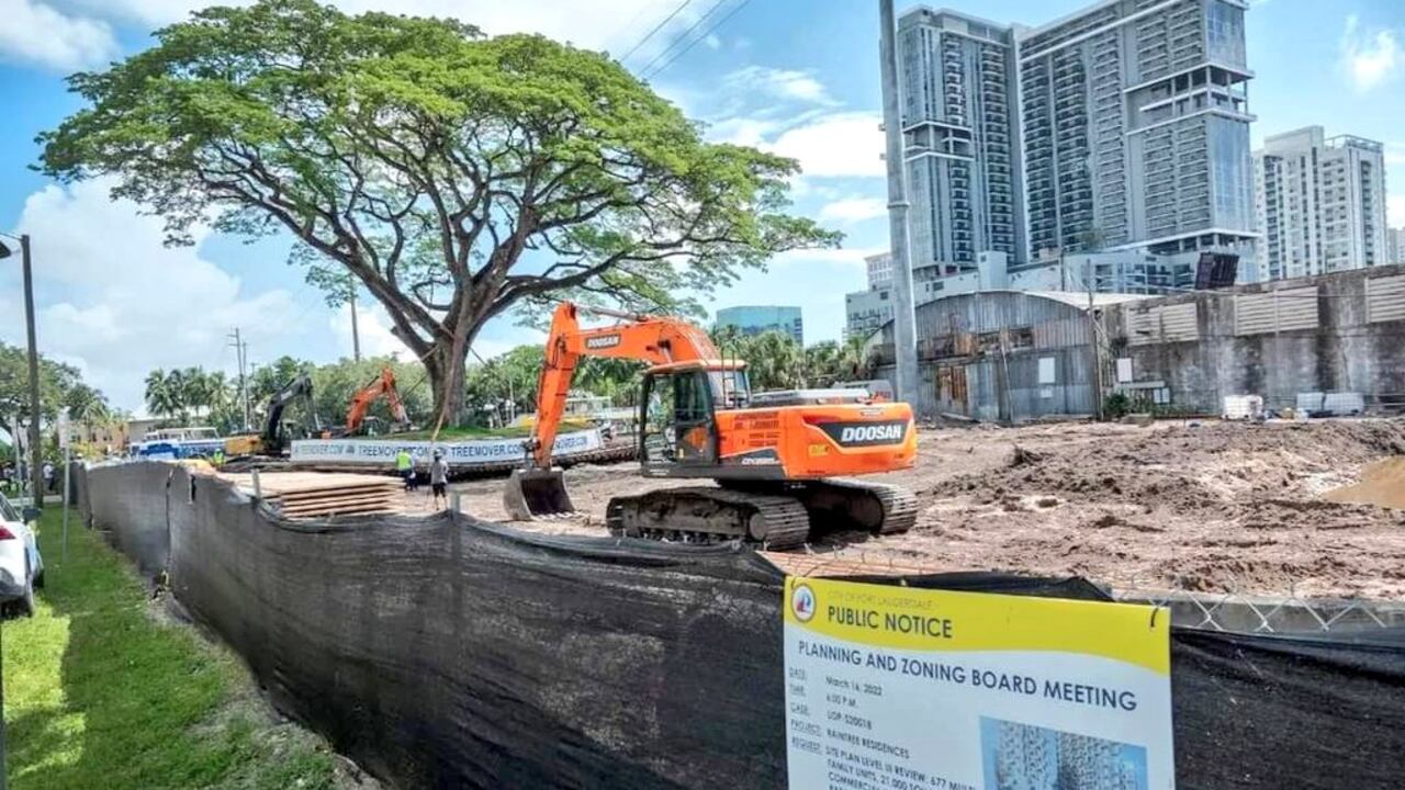 El árbol fue trasplantado cerca a un río, donde se estima que se mantendrá saludable.