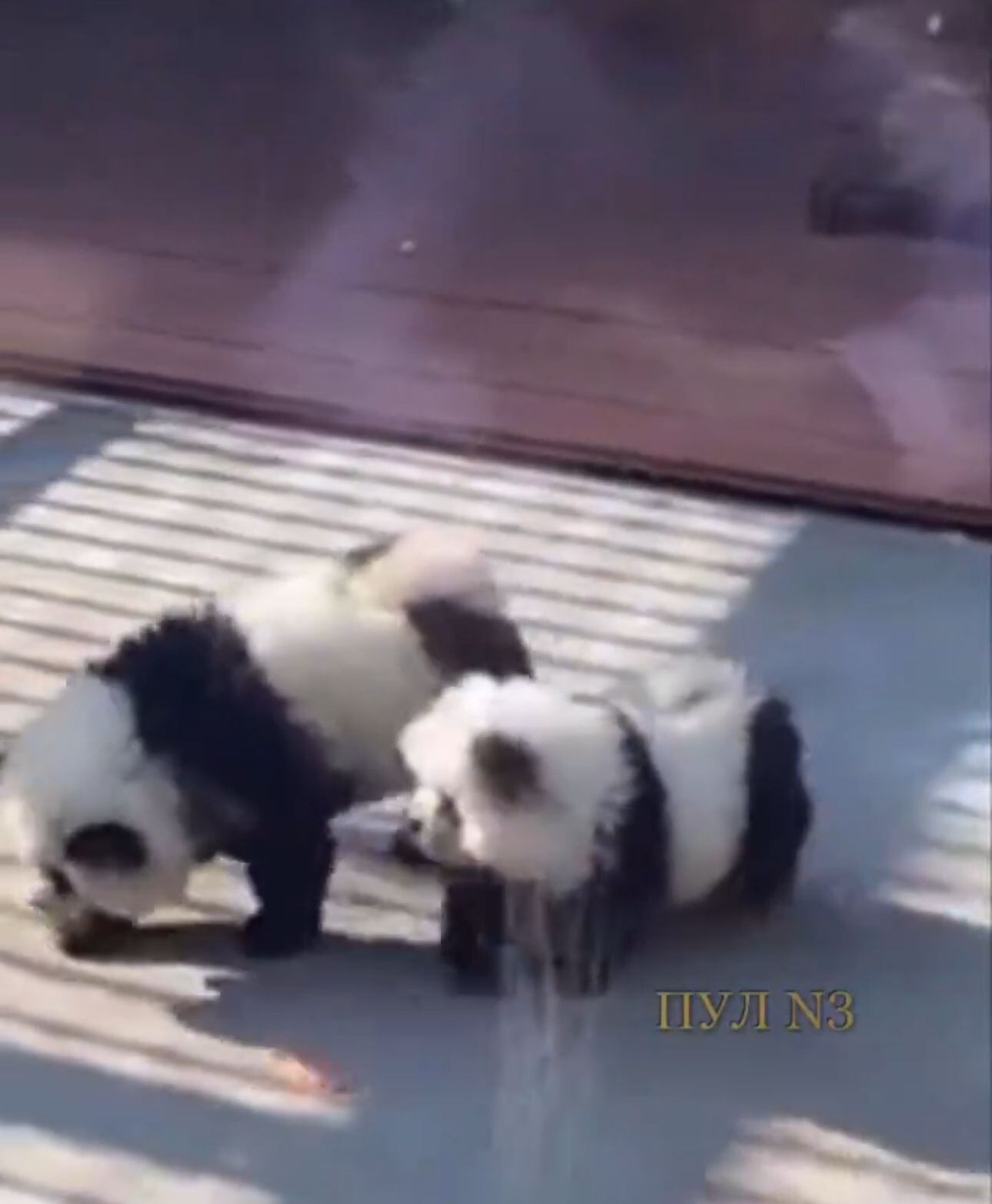 Los asistentes se sorprendieron al ver a los perros disfrazados