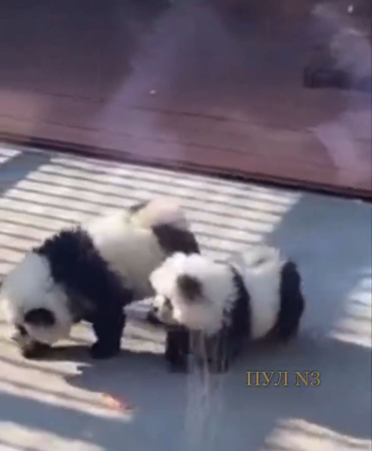 Los asistentes se sorprendieron al ver a los perros disfrazados