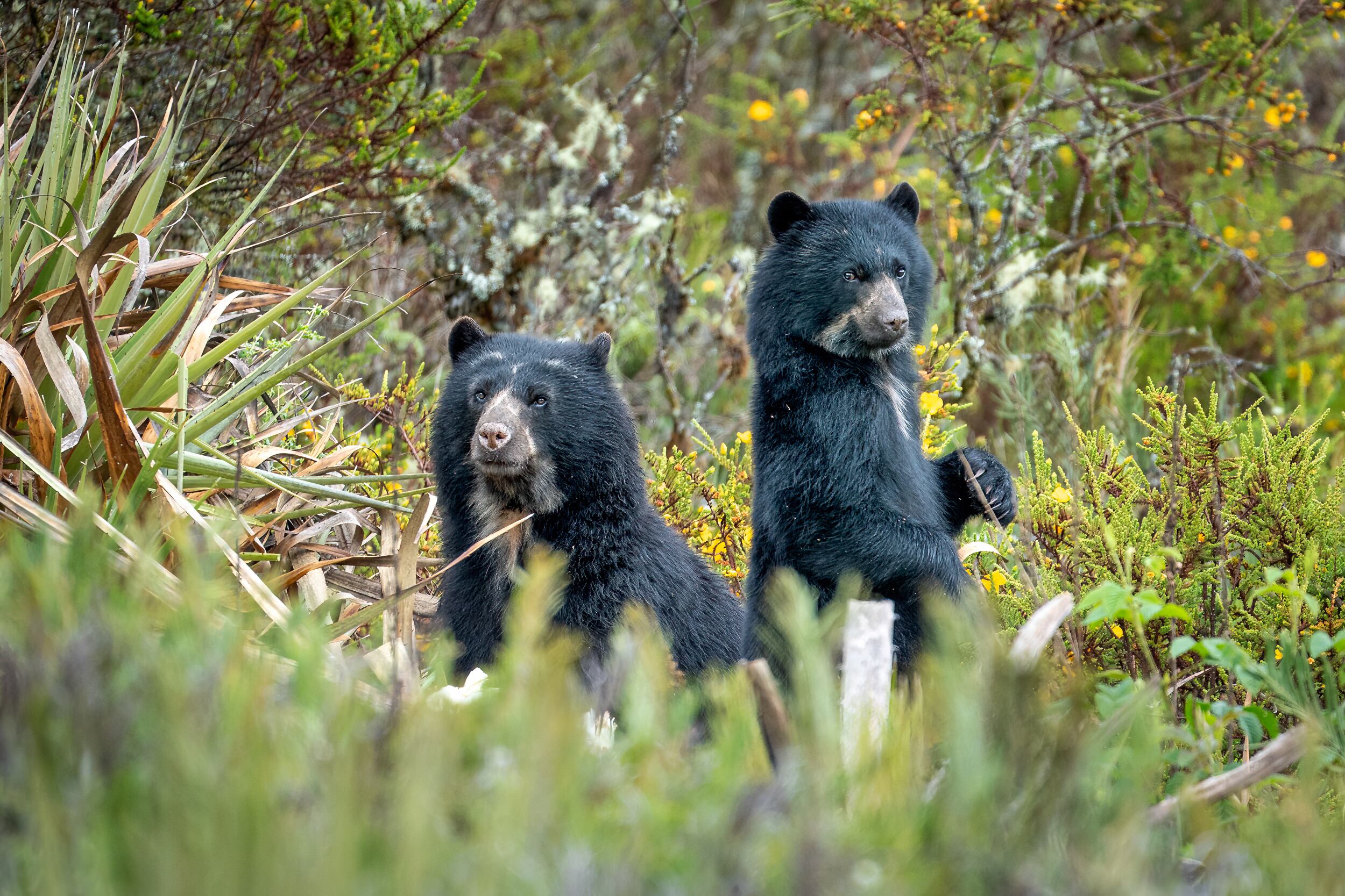 Vivir en la casa del oso