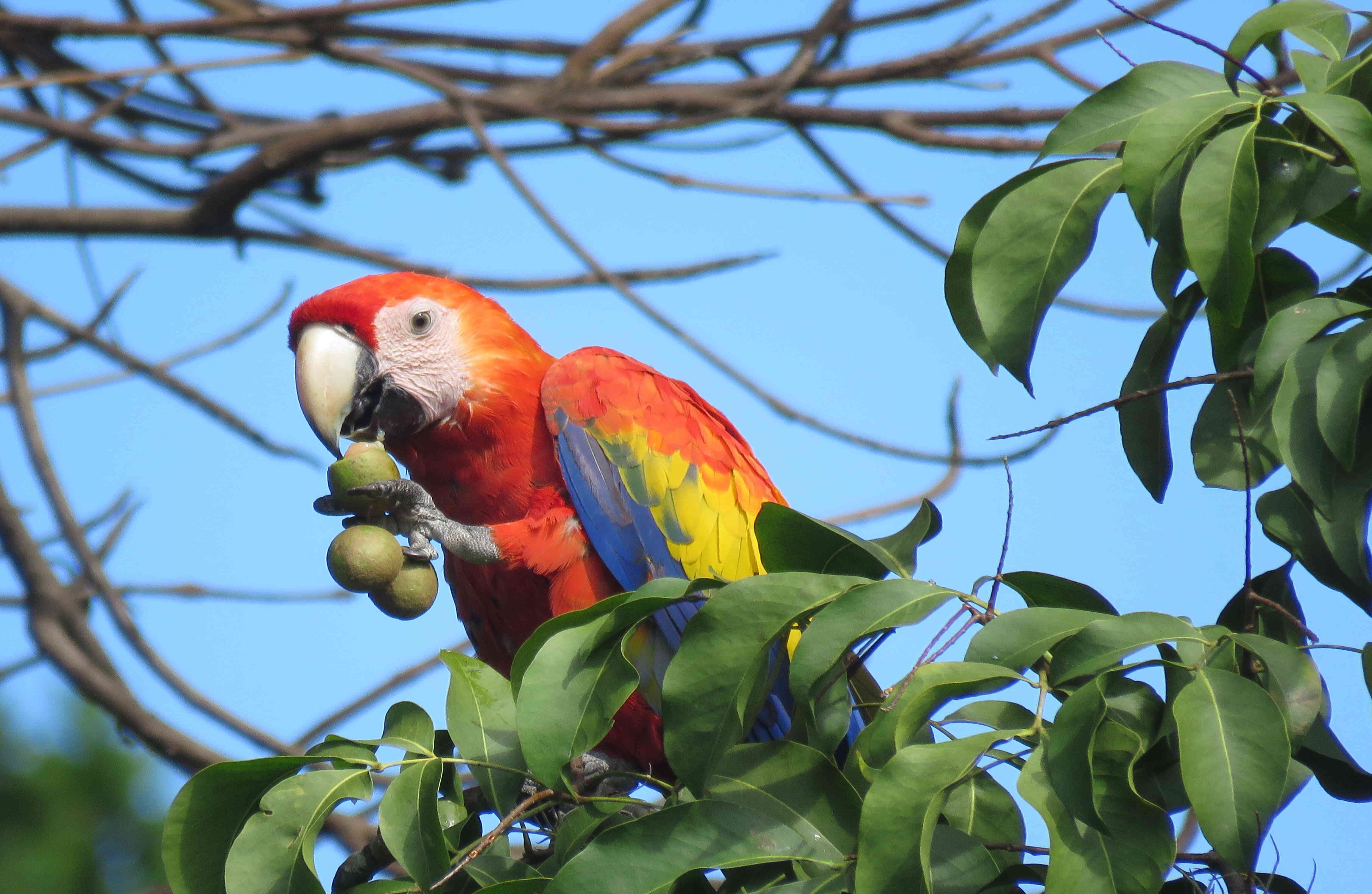 Las familias de aves con mayor número de individuos fueron:  Tángaras y afines (Thraupidae), con 24 especies registradas; loros (Psittacidae), vencejos (Apodidae), reinitas (Parulidae) y colibríes (Trochilidae). 
