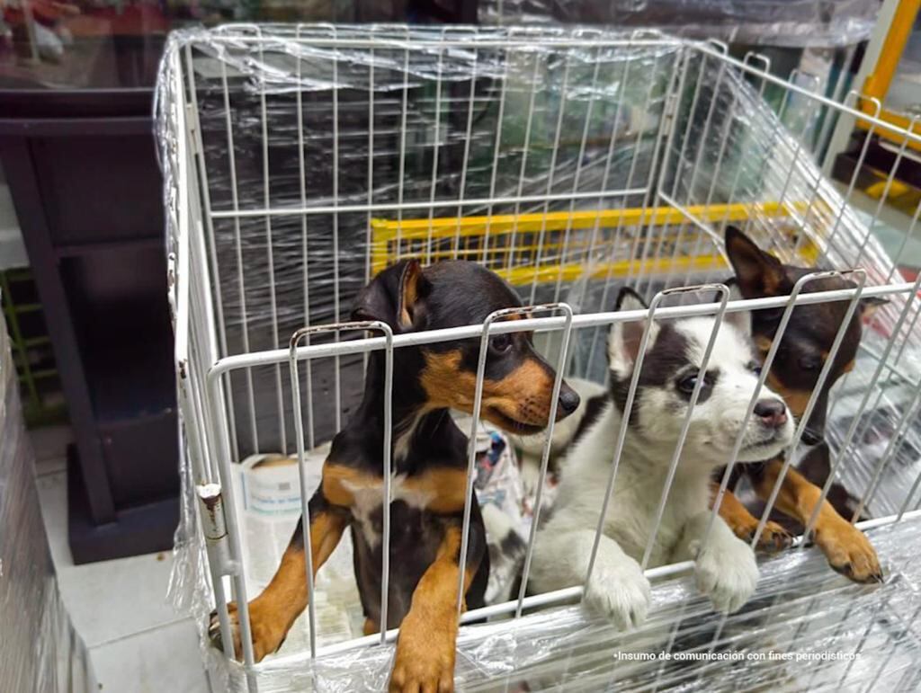 Varios casos de maltrato animal se han presentado en Bogotá en los últimos meses.