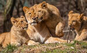 Chadwick, Daniel y Regina, los cachorros de león de 7 meses del zoológico de Pittsburgh y el acuario PPG, juegan en la exhibición de leones por primera vez con los visitantes del zoológico, el lunes 1 de marzo de 2021 en Pittsburgh. El zoológico reabrió el lunes después de estar cerrado desde diciembre. Foto: Andrew Rush / Pittsburgh Post-Gazette vía AP.