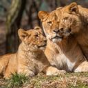 Chadwick, Daniel y Regina, los cachorros de león de 7 meses del zoológico de Pittsburgh y el acuario PPG, juegan en la exhibición de leones por primera vez con los visitantes del zoológico, el lunes 1 de marzo de 2021 en Pittsburgh. El zoológico reabrió el lunes después de estar cerrado desde diciembre. Foto: Andrew Rush / Pittsburgh Post-Gazette vía AP.