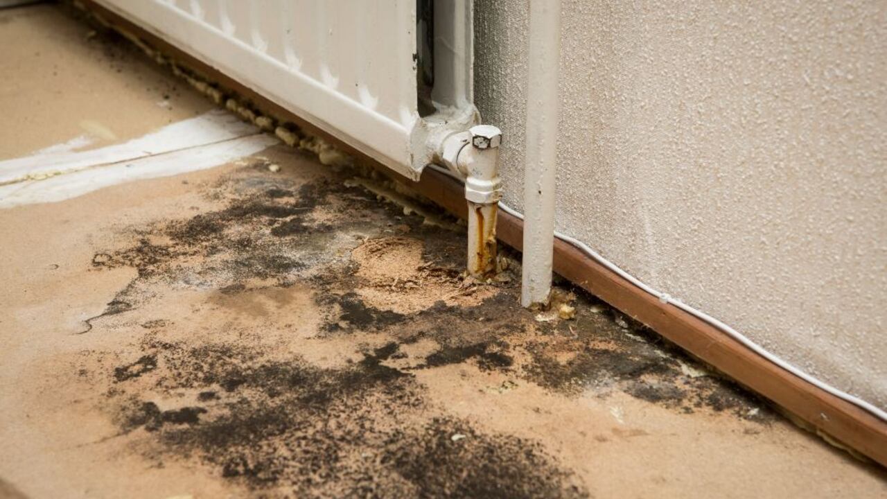 Humedad - moho en el piso de los baños.