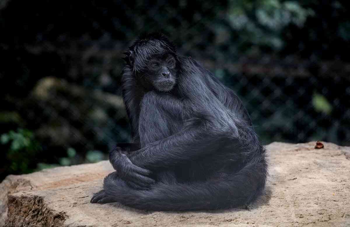 Un mono araña (Ateles fusciceps robustus) rescatado de tráfico ilegal, vive en la Fundación Santa Cruz en San Antonio, Cundinamarca, Colombia, el 2 de agosto de, 2019. Foto: Juancho Torres